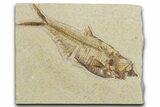 Detailed Fossil Fish (Diplomystus) - Wyoming #354029-1